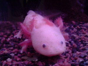 axolotl